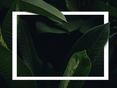 Yaprakları ağaç mahsulü tonu olan bir erik ağacı.