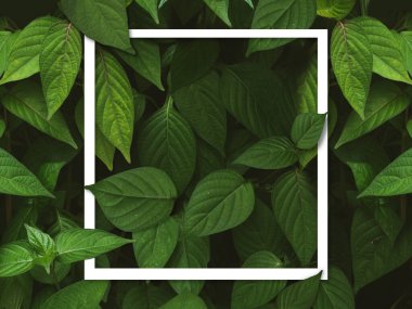 Yeşil yapraklı arka plan, Doğal arkaplan