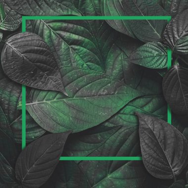 Yeşil yapraklı arka plan. tropik yapraklar