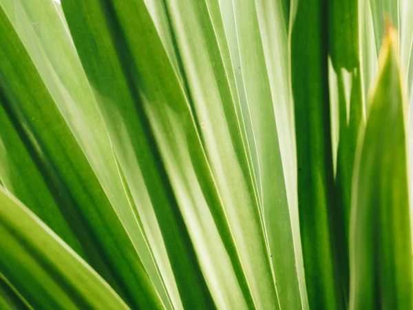 Зелене Листя Текстура Природного Фону — стокове фото