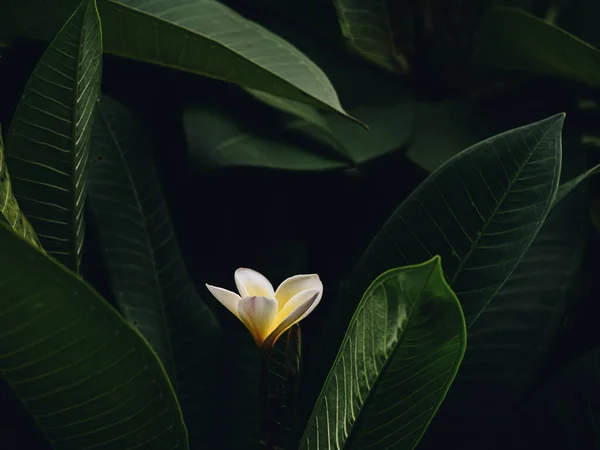 빈티지 식물학 — 스톡 사진