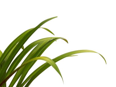 yeşil yapraklar beyaz arka grupta izole edilmiş