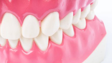 Diş hekimliği araçlarını ve diş hijyenisti check-up konseptini beyaz arka planda diş modeli oral sağlık sistemiyle kapatın.