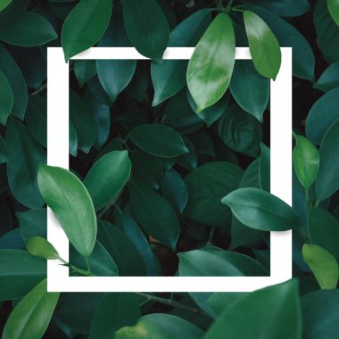 Soyut Sanat Yeşili geride güzel bir arkaplan, çerçeve boş kağıt kartı, doğal tasarım arkaplan.