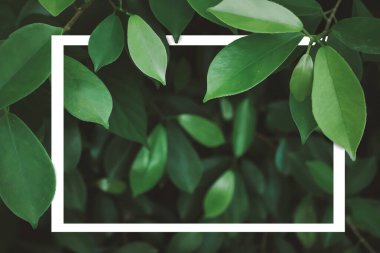 Soyut Sanat Yeşili geride güzel bir arkaplan, çerçeve boş kağıt kartı, doğal tasarım arkaplan.