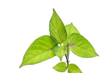 beyaz arkaplanda yeşil yapraklar çalışma yolunu kaydet