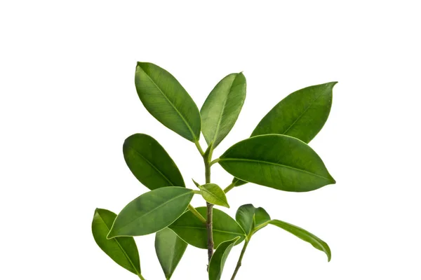 Closeup Green Leaves White Background — Stock Photo, Image