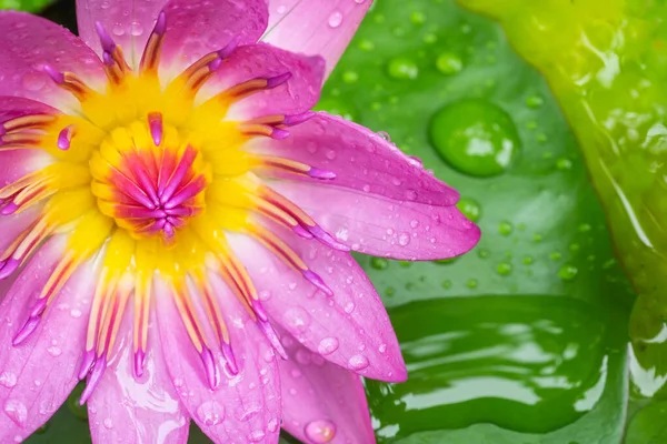 在百合花上 水滴在五彩缤纷的紫色荷花上 — 图库照片