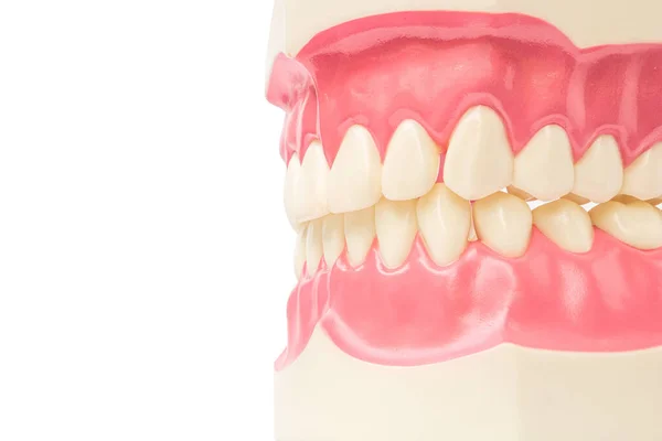 歯モデル口腔医療を背景に歯科器具や歯科衛生士の検査コンセプトをホワイト — ストック写真