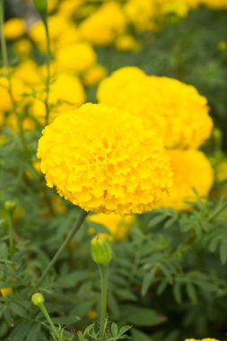 Bahçede yeşil yapraklı kadife çiçeği