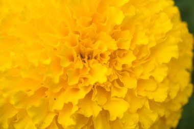 Bahçede yeşil yapraklı kadife çiçeği