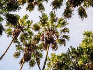 coconut trees and sky in tropical jungle, palm leaves on sunny day