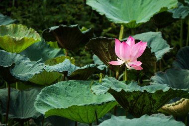 Yeşil yapraklı pembe nilüfer çiçeği