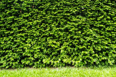 yeşil çimen dokusu arkaplanı