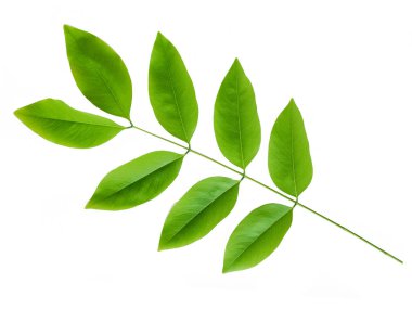 yeşil yaprak izole, renkli modern arkaplan