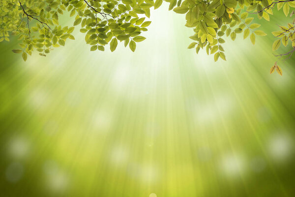 Abstract nature green leaf on blurred bokeh background blurred with sunlight