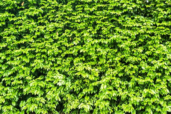 Closeup Green Leaves Background — Stock Photo, Image