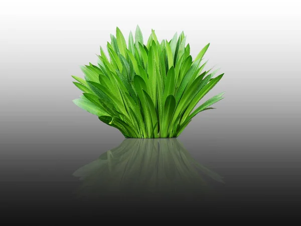 Erba Verde Sfondo Bianco — Foto Stock
