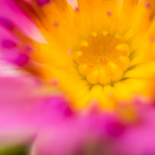 Nahaufnahme Rosa Lotusblume — Stockfoto