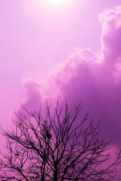 长有枝条的云彩 色彩艳丽的现代背景 — 图库照片
