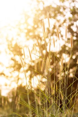 çimen çiçekleri, renkli modern arka plan