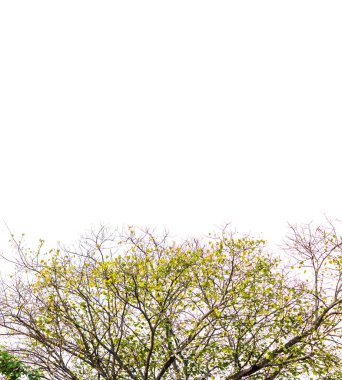 Beyaz arkaplanda güzel yeşil yapraklar