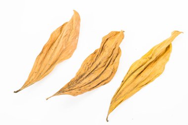 Beyaz arkaplanda kuru yapraklar izole edildi, kapat, üst görünüm.