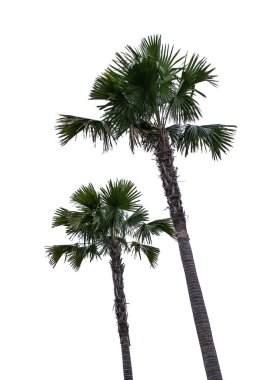 Beyaz arkaplanda izole edilmiş palmiye ağaçları