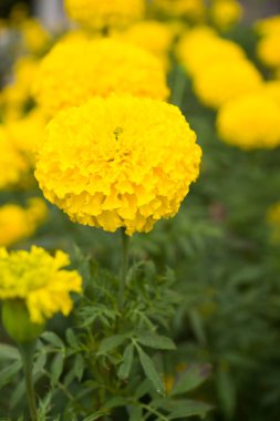 Bahçede yeşil yapraklı kadife çiçeği