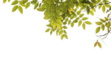 Beyaz arkaplan kırpma yolunda izole edilmiş yeşil yaprak