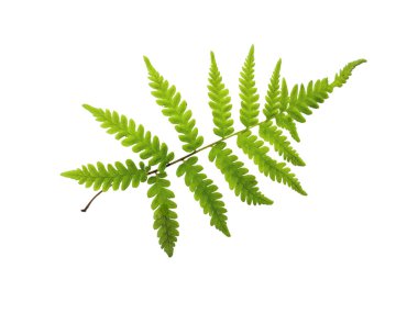 Beyaz arkaplanda yeşil eğreltiotu yaprakları izole