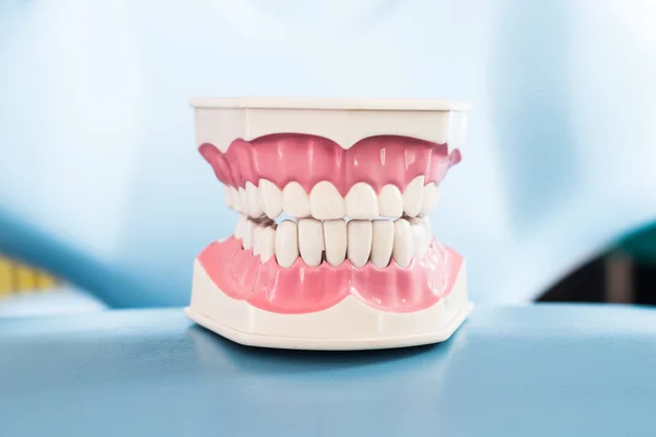 Dental Equipment Model Dental Jaw — Stock Photo, Image