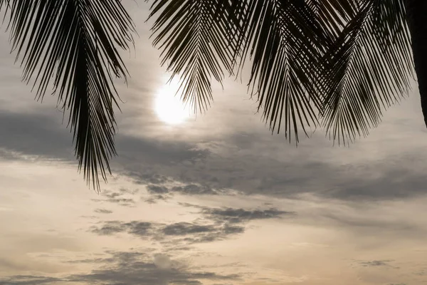 Hermosa Playa Tropical Con Hojas Palma Fondo —  Fotos de Stock