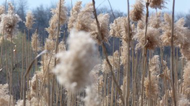 Arka plan olarak mavi bahar gökyüzü ile makroda sazlar