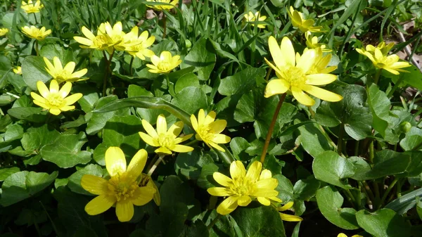 Желтые Печальные Цветы Зеленой Траве — стоковое фото
