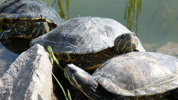 Three turtles laying in warm spring sun