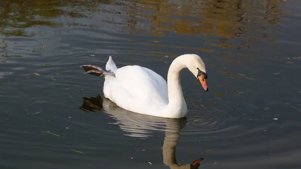Cisne Gracioso Nadando Lago Parque — Fotografia de Stock