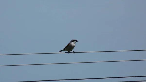 Pássaro Sentado Fio — Fotografia de Stock