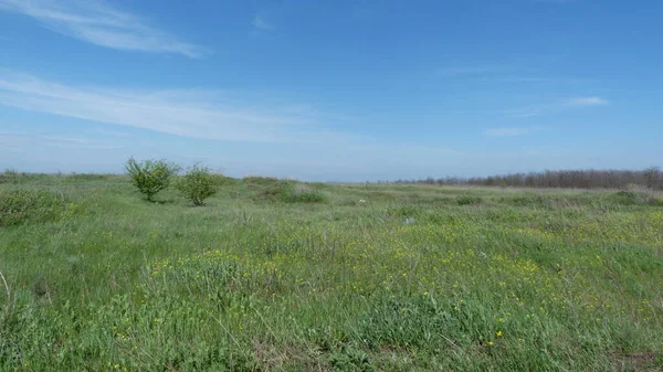Verde Estepa Ucraniana Puesta Bajo Cielo Azul Primavera —  Fotos de Stock