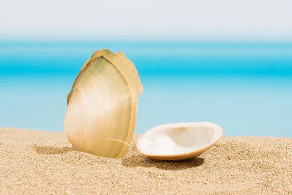 Snäcka på stranden — Stockfoto