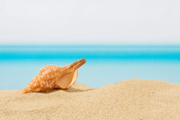 Coquillage sur la plage — Photo