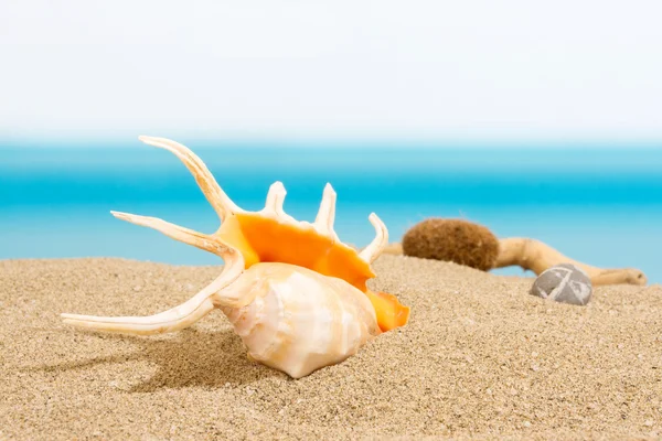 Snäcka på stranden — Stockfoto