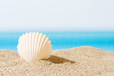 Sahilde deniz kabuğu