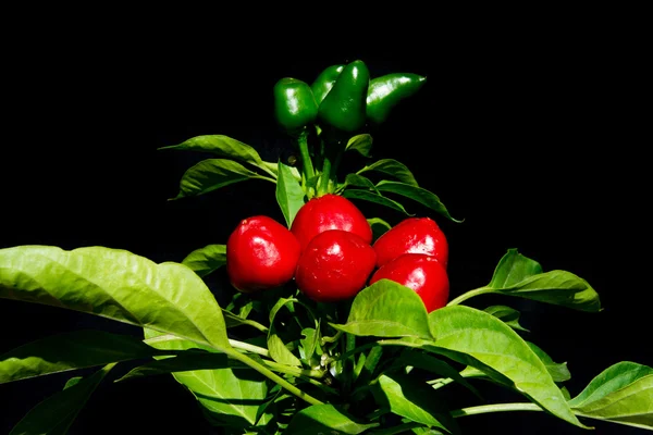 Kulaté červené chilli rostlin na černém pozadí — Stock fotografie