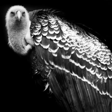 Siyah beyaz bir akbaba portresi