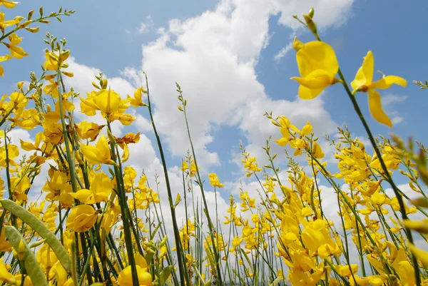 Tavaszi, szezonális háttérben Gorse — Stock Fotó