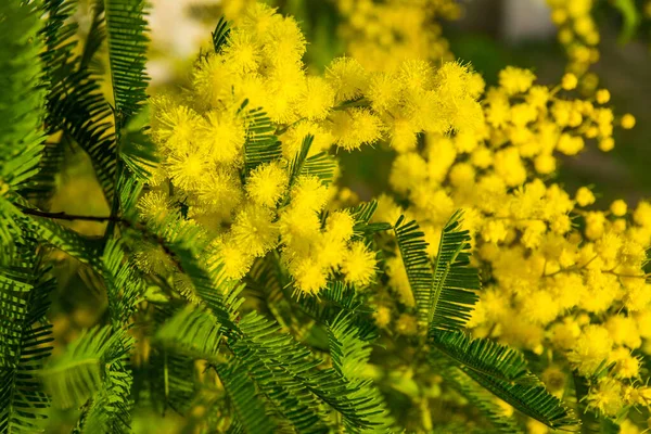 Mimosa Květiny Stromě Jarní Pozadí Března Symbol Dne Žen — Stock fotografie