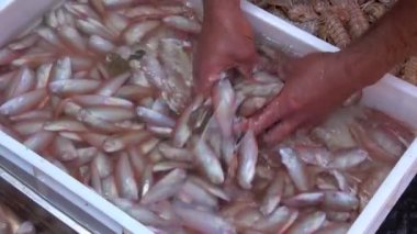 İnci balığı (pesce pettine veya surici fish), Sicilya Catania balık pazarındaki tipik Akdeniz balığı. Çekim 4k