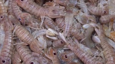 Mantis karidesi (pacchero, canocchia veya pannocchia) Sicilya 'nın Catania kentindeki balık pazarında bulunan tipik Akdeniz balığı. Çekim 4k