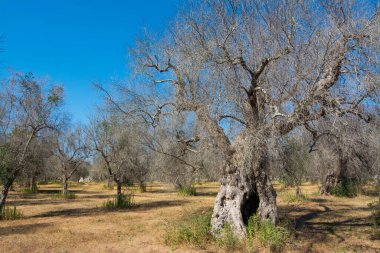 İstila edilmiş zeytin ağaçları (bakteri Xylella Fastidiosa), Salento, Puglia, İtalya